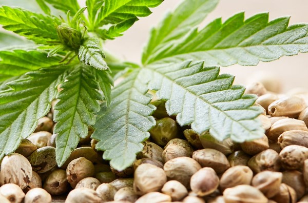 choose-the-perfect-marijuana-seeds-for-your-garden
